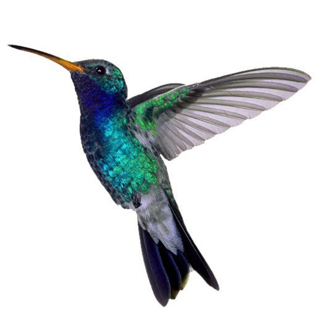 hummingbird-with-white-back